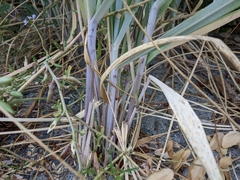 Leymus mollis