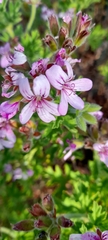 Pelargonium capitatum