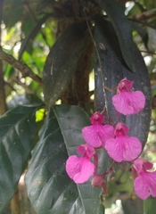 Comparettia falcata