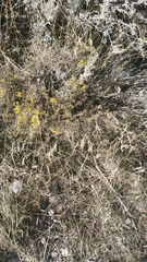 Gutierrezia sarothrae