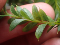 Tmesipteris tannensis