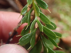 Tmesipteris tannensis