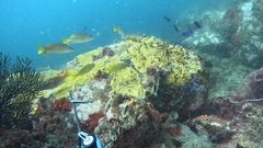 Lutjanus argentiventris