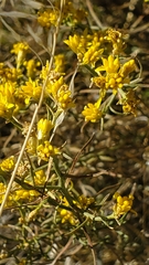 Gutierrezia sarothrae