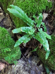 Asplenium scolopendrium americanum