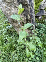 Lactuca virosa