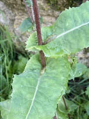 Lactuca virosa