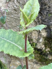 Lactuca virosa