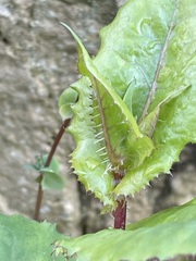 Lactuca virosa