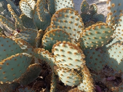 Opuntia aciculata