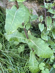 Lactuca virosa