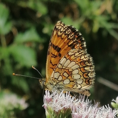 Melitaea athalia