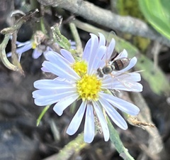 Toxomerus marginatus