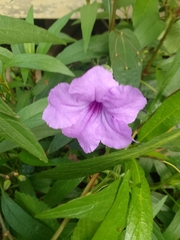 Ruellia squarrosa