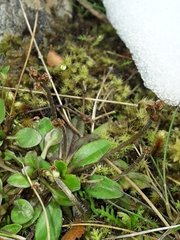 Plantago novae-zelandiae