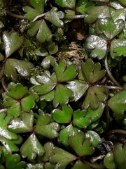 Hydrocotyle sulcata