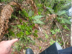 Tmesipteris tannensis