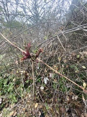 Rose rosette emaravirus