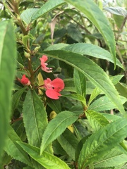 Impatiens