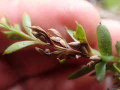 Tmesipteris tannensis