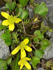 Ranunculus foliosus