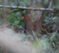 Udzungwa Forest Partridge photo 2