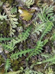 Leptinella squalida