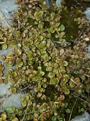 Epilobium brunnescens