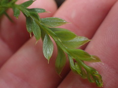 Tmesipteris tannensis