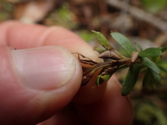 Tmesipteris tannensis