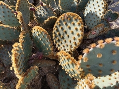 Opuntia aciculata