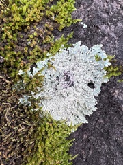 Heterodermia albicans