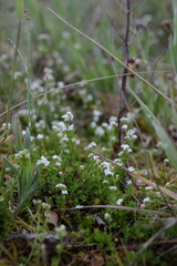 Galium saxatile