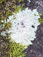 Heterodermia albicans