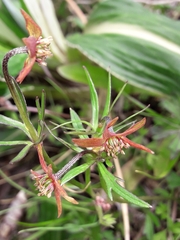 Anemonastrum tenuicaule