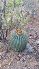Ferocactus emoryi