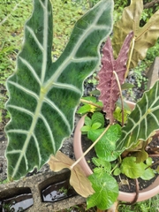 Alocasia amazonica
