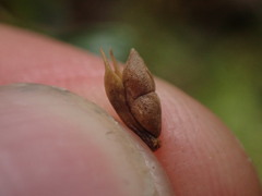 Tmesipteris tannensis