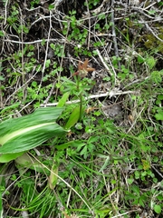 Anemonastrum tenuicaule