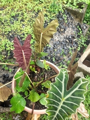 Alocasia amazonica