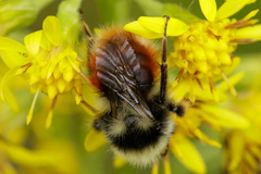 Bombus lapponicus