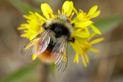 Bombus lapponicus