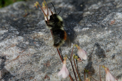 Bombus lapponicus