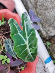 Alocasia amazonica