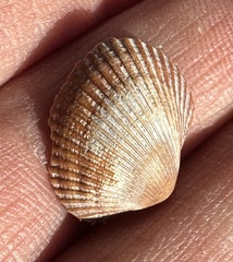 Mollusca