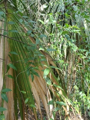 Gelsemium sempervirens