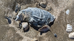 Ostreidae