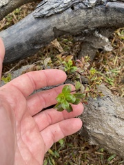 Ludwigia repens