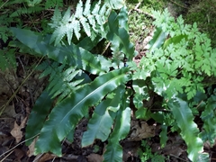 Asplenium scolopendrium americanum