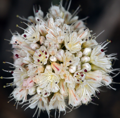 Eriogonum nudum scapigerum